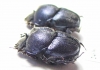 Phalops sp.  Togo - INSECTS-STORE.RU