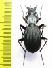 Eudromus sp.  Madagascar - INSECTS-STORE.RU
