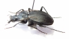 Eudromus sp.  Madagascar - INSECTS-STORE.RU