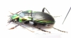 Eucamptognathus festivum  Madagascar  29mm - INSECTS-STORE.RU