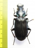 Catadromus lacordairei  Australia  37mm - INSECTS-STORE.RU
