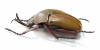Eudicella nyassica  Tanzania - INSECTS-STORE.RU