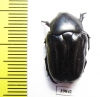 Cremastocheilini, Oplostomus sp.  South Africa Rep. - INSECTS-STORE.RU