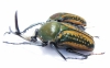 Megalorhina harrisi procera, pair  Cameroon 50mm - INSECTS-STORE.RU