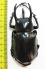 Chalcosoma caucasus janssensi  Indonesia, Sumatra 90mm - INSECTS-STORE.RU