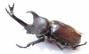 Allomyrina dichotomus tsunobosonis  Taiwan 74mm - INSECTS-STORE.RU