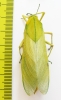 Bullacris sp.2  South Africa Rep. 50mm - INSECTS-STORE.RU