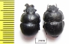 Lethrus aequidentatus, pair  Kazakhstan - INSECTS-STORE.RU