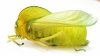 Bullacris sp.2  South Africa Rep. 50mm - INSECTS-STORE.RU