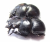 Lethrus superbus, pair  Uzbekistan - INSECTS-STORE.RU