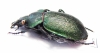Callisthenes reticulatus ? earinus, female  Russia, Daghestan reg. - INSECTS-STORE.RU
