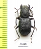 Mechanetes sp.  Malaysia - INSECTS-STORE.RU