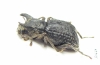 Mechanetes sp.  Malaysia - INSECTS-STORE.RU