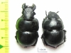Lethrus strymonensis, pair  Greece - INSECTS-STORE.RU