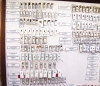 Scolytidae  - INSECTS-STORE.RU