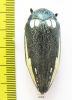 Sternocera orissa ssp., male  South Africa Rep. 44mm - INSECTS-STORE.RU