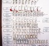 Scolytidae  - INSECTS-STORE.RU