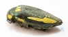 Sternocera orissa ssp., female  South Africa Rep. 49mm - INSECTS-STORE.RU