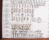 Scolytidae  - INSECTS-STORE.RU