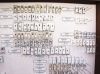 Scolytidae  - INSECTS-STORE.RU