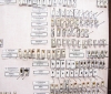 Scolytidae  - INSECTS-STORE.RU