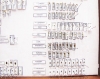 Scolytidae  - INSECTS-STORE.RU