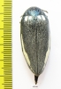 Sternocera orissa ssp., male  South Africa Rep. 44mm - INSECTS-STORE.RU