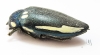 Sternocera orissa ssp., male  South Africa Rep. 44mm - INSECTS-STORE.RU