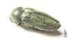 Julodella iranica  Iran, Kerman prov. - INSECTS-STORE.RU