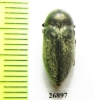 Julodella iranica  Iran, Kerman prov. - INSECTS-STORE.RU