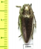 Lampetis sp.  Tanzania - INSECTS-STORE.RU