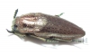 Lampetis sp.  Tanzania - INSECTS-STORE.RU