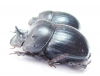 Catharsius sp., pair  Sudan - INSECTS-STORE.RU