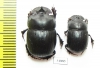 Catharsius sp., pair  Sudan - INSECTS-STORE.RU