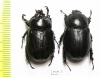 Cyphonistes sp., pair  South Africa Rep. - INSECTS-STORE.RU