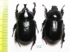 Cyphonistes sp., pair  South Africa Rep. - INSECTS-STORE.RU