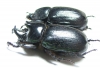 Cyphonistes sp., pair  South Africa Rep. - INSECTS-STORE.RU