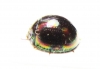 Tenebrionidae sp.  Thailand - INSECTS-STORE.RU