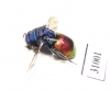 Chrysididae sp.  Russia, Moscow reg. - INSECTS-STORE.RU