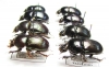 Geotrupes jakovlevi, baicalicus, impressus, spiniger - INSECTS-STORE.RU