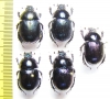 Geotrupes koltzei  Korea - INSECTS-STORE.RU