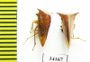 Membracidae sp.  Ecuador - INSECTS-STORE.RU