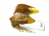 Membracidae sp.  Ecuador - INSECTS-STORE.RU