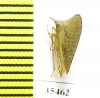Membracidae sp.  Mexico - INSECTS-STORE.RU