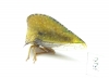 Membracidae sp.  Mexico - INSECTS-STORE.RU