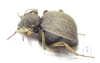 Tenebrionidae sp.  Zambia - INSECTS-STORE.RU