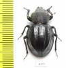 Ocnodes dorsocostatum  Zambia - INSECTS-STORE.RU