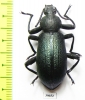 Odontopezus sp.  Zambia - INSECTS-STORE.RU
