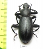 Odontopezus sp.  Zambia - INSECTS-STORE.RU