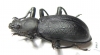Odontopezus sp.  Zambia - INSECTS-STORE.RU